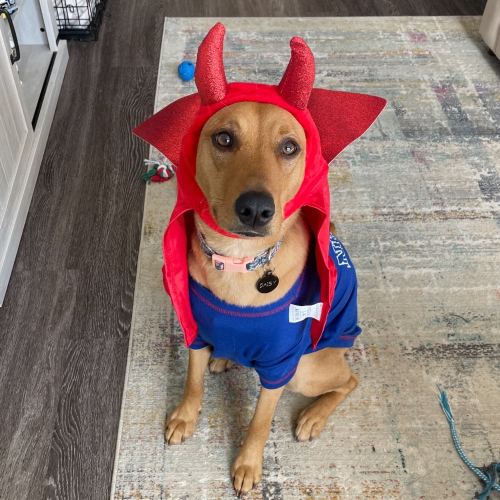 Devil Costume for Dog